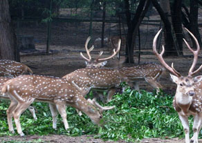 Deer park