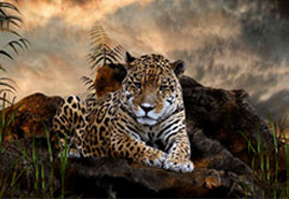 Wildlife sanctuaries in India